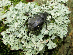 Gnorimus variabilis