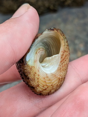 Trochoidea