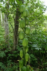 Cardiocrinum cordatum