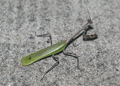 Pseudovates chlorophaea