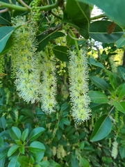 Phytolacca dioica