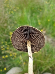 Protostropharia semiglobata