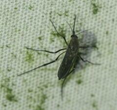 Psorophora cyanescens