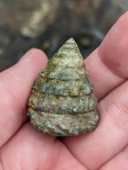 Trochoidea