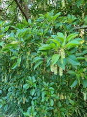 Phytolacca dioica