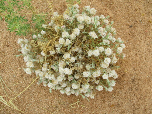 Helichrysum candolleanum image