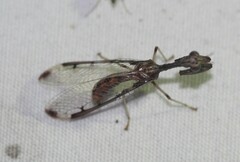 Dicromantispa interrupta