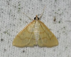 Helvibotys helvialis