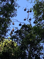 Pteropus poliocephalus