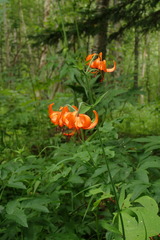 Lilium debile
