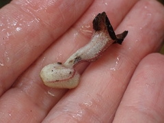 Aristolochia praevenosa