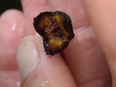 Aristolochia praevenosa
