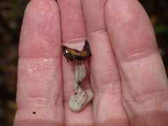 Aristolochia praevenosa