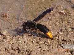 Synagris