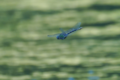 Ophiogomphus occidentis