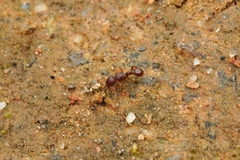 Tetramorium