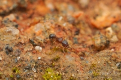 Tetramorium