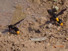 Synagris