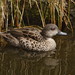 Grey Teal - Photo (c) Sid Mosdell, some rights reserved (CC BY)
