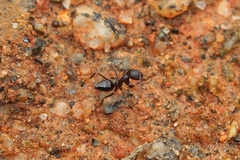 Nylanderia