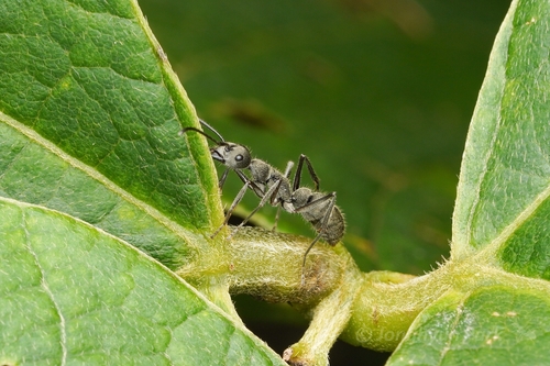 Diacamma jaitrongiDiacamma jaitrongi