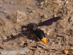 Synagris