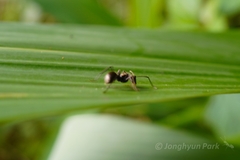 Polyrhachis proxima