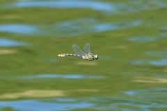 Ophiogomphus occidentis