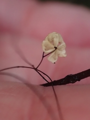 Marasmius crinis-equi