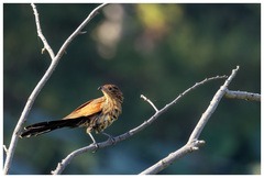 Centropus bengalensis