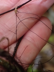 Marasmius crinis-equi