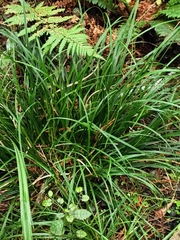 Carex uncinata