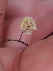 Marasmius crinis-equi