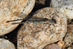 Argia emma