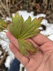 Geranium viscosissimum