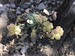 Physaria didymocarpa