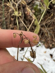 Geranium viscosissimum
