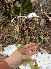 Geranium viscosissimum