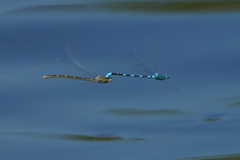 Enallagma carunculatum