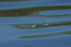 Enallagma carunculatum