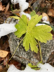 Geranium viscosissimum