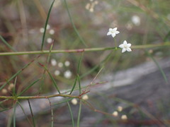 Platysace linearifolia