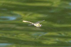 Ophiogomphus occidentis