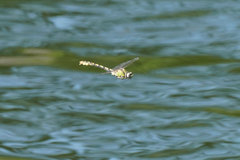 Ophiogomphus occidentis