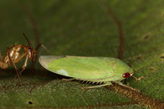 Iassinae