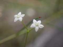 Platysace linearifolia