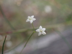 Platysace linearifolia
