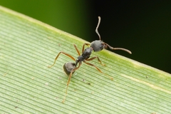 Dolichoderus affinis