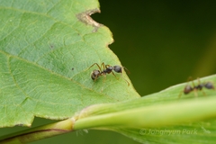 Dolichoderus affinis