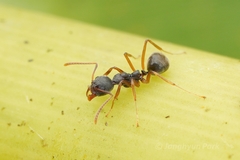 Dolichoderus affinis